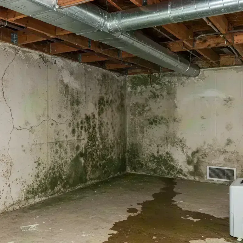 Professional Mold Removal in Paducah, KY